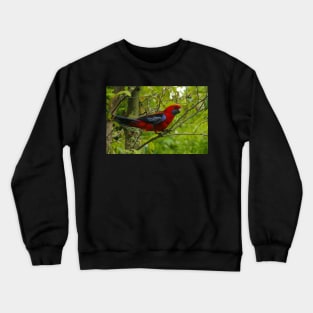 Crimson Rosella at O'Reilly's Crewneck Sweatshirt